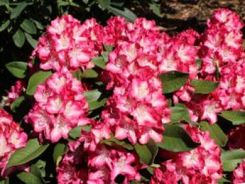 Rhododendron 'Eruption' (S), 25-30 cm, Rhododendron Hybride 'Eruption' (S), Containerware