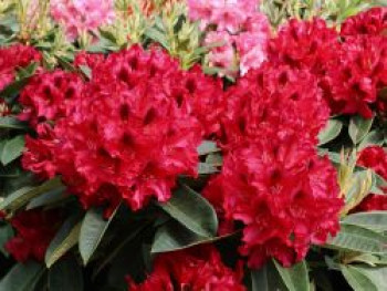 Rhododendron 'Europa 93', 30-40 cm, Rhododendron Hybride 'Europa 93', Containerware