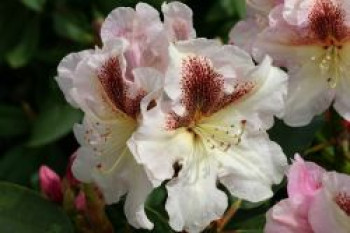 Rhododendron 'Extraordinaire', 30-40 cm, Rhododendron Hybride 'Extraordinaire', Containerware