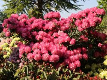 Rhododendron &#8218;Fantastica&#8216;, 25-30 cm, Rhododendron yakushimanum &#8218;Fantastica&#8216;, Containerware