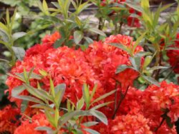 Laubabwerfende Azalee 'Feuerköpfchen', 60-80 cm, Rhododendron mixtum 'Feuerköpfchen', Containerware