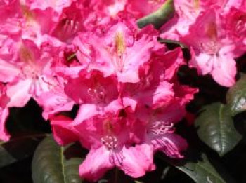 Rhododendron &#8218;Fidelius&#8216;, 30-40 cm, Rhododendron Hybride &#8218;Fidelius&#8216;, Containerware