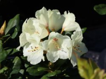 Rhododendron 'Flava' ®, 25-30 cm, Rhododendron yakushimanum 'Flava' ®, Containerware