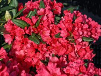 Rhododendron 'Florkissen', 20-25 cm, Rhododendron yakushimanum 'Florkissen', Containerware