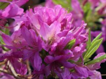 Rhododendron 'Fraseri', 30-40 cm, Rhododendron canadense 'Fraseri', Containerware