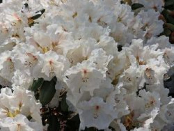 Rhododendron &#8218;Gartendirektor Rieger&#8216;, 30-40 cm, Rhododendron williamsianum &#8218;Gartendirektor Rieger&#8216;, Containerware