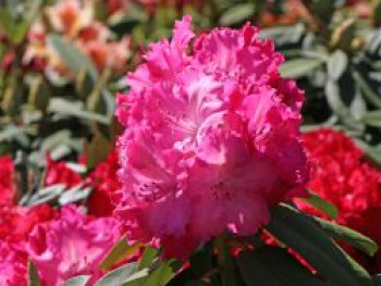 Rhododendron 'Germania', 30-40 cm, Rhododendron Hybride 'Germania', Containerware