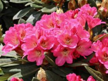 Rhododendron 'Girlspower', 30-40 cm, Rhododendron Hybride 'Girlspower', Containerware
