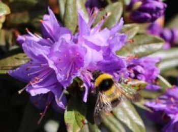 Rhododendron &#8218;Gletschernacht&#8216;, 20-25 cm, Rhododendron russatum &#8218;Gletschernacht&#8216;, Containerware