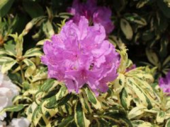 Rhododendron &#8218;Goldflimmer&#8216;, 25-30 cm, Rhododendron Hybride &#8218;Goldflimmer&#8216;, Containerware