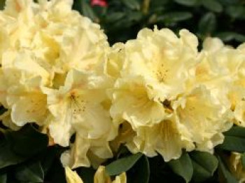 Rhododendron 'Goldinetta' ®, 25-30 cm, Rhododendron Hybride 'Goldinetta' ®, Containerware