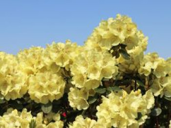 Rhododendron 'Goldkrone', 30-40 cm, Rhododendron Hybride 'Goldkrone', Containerware