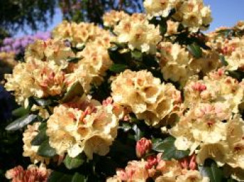 Rhododendron &#8218;Goldprinz&#8216;, 20-25 cm, Rhododendron yakushimanum &#8218;Goldprinz&#8216;, Containerware