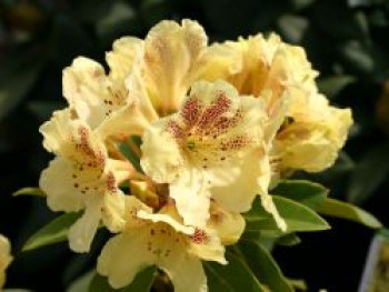 Rhododendron 'Goldsprenkel', 30-40 cm, Rhododendron wardii 'Goldsprenkel', Containerware