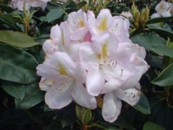 Rhododendron &#8218;Gomer Waterer&#8216;, 30-40 cm, Rhododendron Hybride &#8218;Gomer Waterer&#8216;, Containerware