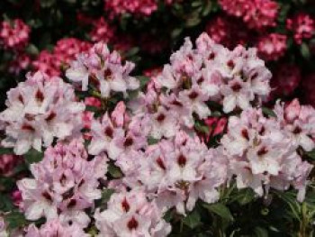 Rhododendron 'Graffito' ®, 30-40 cm, Rhododendron Hybride 'Graffito' ®, Containerware