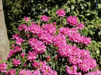 Rhododendron 'Graziella', 30-40 cm, Rhododendron ponticum 'Graziella', Containerware