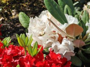 Rhododendron 'Great Dane', 20-25 cm, Rhododendron rex 'Great Dane', Containerware