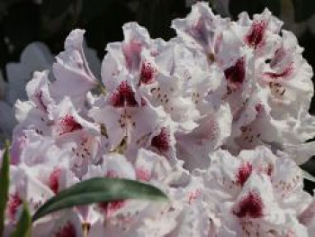 Rhododendron 'Gundula', 30-40 cm, Rhododendron Hybride 'Gundula', Containerware