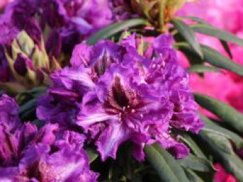 Rhododendron 'Gunter Dinger', 40-50 cm, Rhododendron Hybride 'Gunter Dinger', Containerware