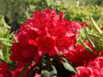 Rhododendron 'Hachmann's Feuerschein' (S), 25-30 cm, Rhododendron Hybride 'Hachmann's Feuerschein' (S), Containerware