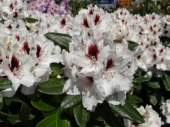 Rhododendron 'Hachmann's Picobello' ®, 25-30 cm, Rhododendron Hybride 'Hachmann's Picobello' ®, Containerware