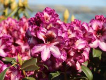 Rhododendron 'Hans Hachmann' ®, 30-40 cm, Rhododendron Hybride 'Hans Hachmann' ®, Containerware