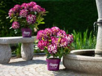 Rhododendron Happydendron ® &#8218;Pushy Purple ®&#8216;, 30-40 cm, Rhododendron Hybride Happydendron ® &#8218;Pushy Purple ®&#8216;, Containerware