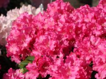 Rhododendron 'Helgoland', 20-25 cm, Rhododendron yakushimanum 'Helgoland', Containerware