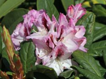 Rhododendron 'Herbstfreude', 25-30 cm, Rhododendron Hybride 'Herbstfreude', Containerware