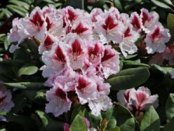 Rhododendron 'Herbstgruß', 25-30 cm, Rhododendron Hybride 'Herbstgruß', Containerware