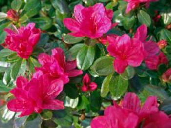 Rhododendron 'Hino-Crimson', 10-20 cm, Rhododendron obtusum 'Hino-Crimson', Topfware