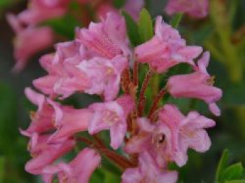 Bewimperte Alpenrose / Steinrose, 10-15 cm, Rhododendron hirsutum, Containerware