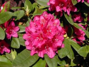 Rhododendron-Hybride &#8218;Dr. H.C. Dresselhuys&#8216;, 40-50 cm, Rhododendron Hybride &#8218;Dr. H.C. Dresselhuys&#8216;, Containerware