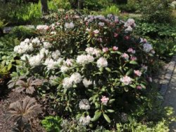 Rhododendron &#8218;Hydon Velvet&#8216;, 20-25 cm, Rhododendron bureavii &#8218;Hydon Velvet&#8216;, Containerware