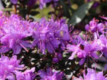 Veilchenblauer Rhododendron, 15-20 cm, Rhododendron impeditum, Containerware