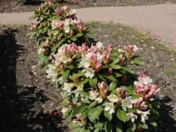 Rhododendron INKARHO ® 'Dufthecke' (Gelb), 30-40 cm, Rhododendron Hybride INKARHO ® 'Dufthecke' (Gelb), Containerware