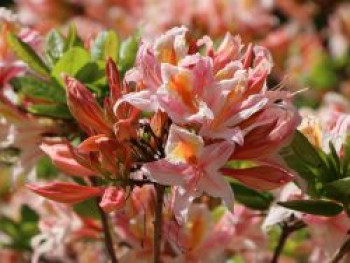 Rhododendron 'Irene Koster', 60-80 cm, Rhododendron occidentale 'Irene Koster', Containerware