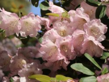 Rhododendron 'Jackwill', 25-30 cm, Rhododendron williamsianum 'Jackwill', Containerware