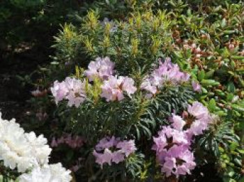 Rhododendron &#8218;Jens Jörgen Sörensen&#8216;, 25-30 cm, Rhododendron makinoi &#8218;Jens Jörgen Sörensen&#8216;, Containerware