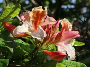 Rhododendron 'Jock Brydon', 25-30 cm, Rhododendron occidentale 'Jock Brydon', Containerware