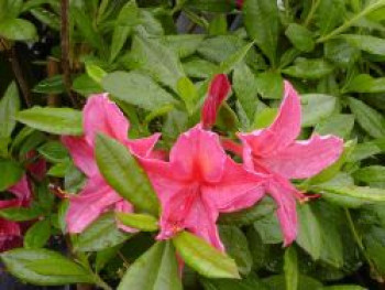 Rhododendron 'Jolie Madame', 40-50 cm, Rhododendron viscosum 'Jolie Madame', Containerware