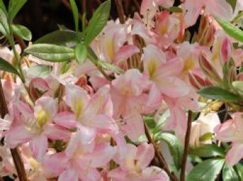 Rhododendron 'Juniduft', 40-50 cm, Rhododendron viscosum 'Juniduft', Containerware