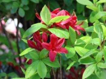 Rhododendron 'Karminduft', 40-50 cm, Rhododendron viscosum 'Karminduft', Containerware