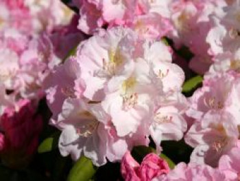 Rhododendron 'Ken Janeck', 15-20 cm, Rhododendron yakushimanum 'Ken Janeck', Containerware