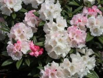 Rhododendron 'King's Ride', 20-25 cm, Rhododendron insigne 'King's Ride', Containerware