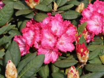 Rhododendron &#8218;Kokette&#8216;, 25-30 cm, Rhododendron yakushimanum &#8218;Kokette&#8216;, Containerware