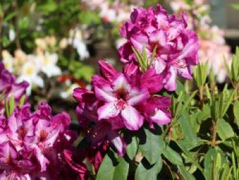 Rhododendron 'Kronprins Frederik', 30-40 cm, Rhododendron Hybride 'Kronprins Frederik', Containerware