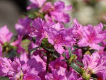 Rhododendron 'Lady Dark' ®, 20-25 cm, Rhododendron obtusum 'Lady Dark' ®, Containerware