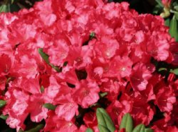 Rhododendron 'Lampion', 20-25 cm, Rhododendron yakushimanum 'Lampion', Containerware